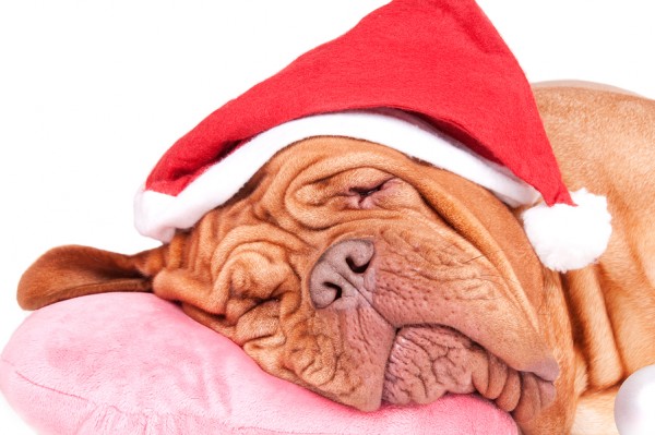 christmas dog