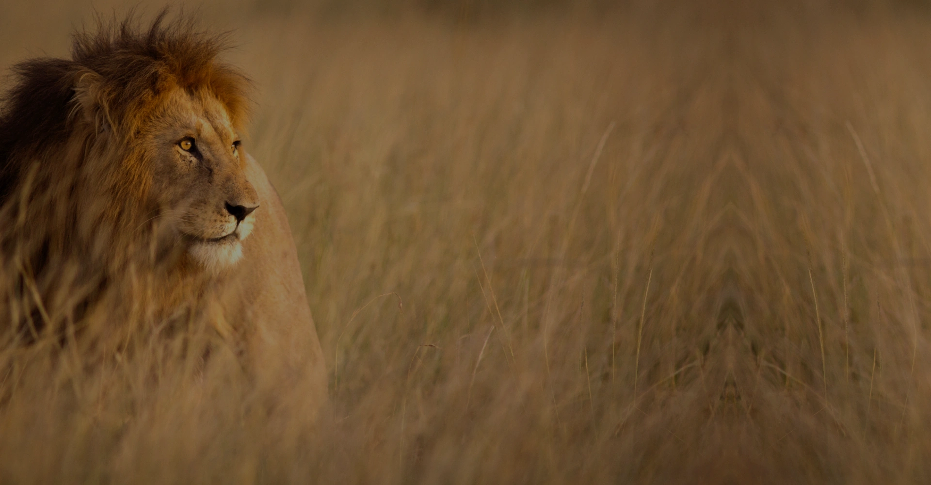 Blog-Header-2015-Jun-Desktop Do You Have Courage by Resilience Keynote and Author Anne Grady.